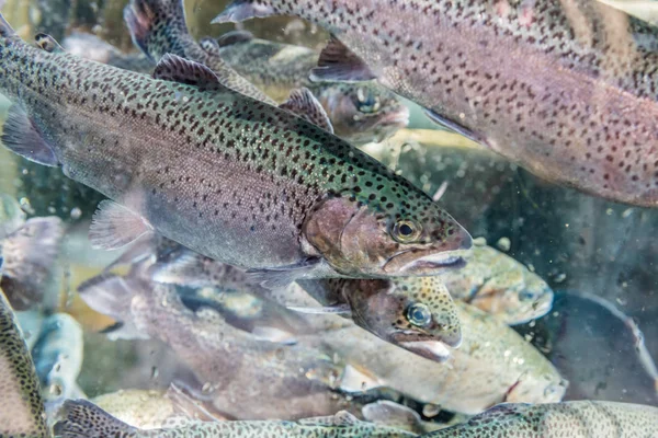 Närbild Öring Fisk Konstgjord Damm Uppfödning Öring För Livsmedelsindustrin Masukiye — Stockfoto