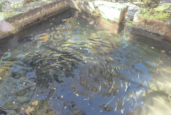 Nahaufnahme Von Forellenfischen Einem Künstlichen Teich Zucht Von Forellen Für — Stockfoto