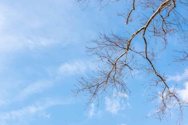 Čisté Modré Oblohy Bezlisté Starý Mohutný Platan Jeho Rozpětí Větví — Stock fotografie