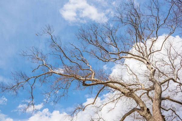 天空洁净蓝天 光秃秃的巨大的大树和它的跨度树枝躺在天空中 复制空间以进行编辑 — 图库照片