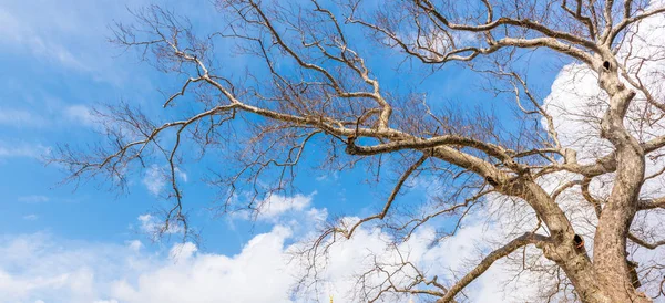 Met Schone Blauwe Hemel Takken Bladloos Oude Enorme Plataan Haar — Stockfoto