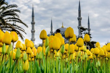 Geleneksel Lale Festivali Sultanahmet Meydanı Parkı manzaralı Sultan Ahmet Mosque(Blue Mosque) arka plan ve ön plan üzerinde renkli Lale. Istanbul, Türkiye-Nisan 4,2017