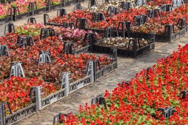 Farklı tür bir çiçek ve bitki kapları, plastik torbalar veya sandıklar içinde Sera Botanik Bahçesi.