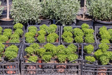 Farklı tür bir çiçek ve bitki kapları, plastik torbalar veya sandıklar içinde Sera Botanik Bahçesi.