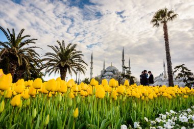 Geleneksel Lale Festivali Sultanahmet Meydanı, park, sultan ahmet Camii (Sultanahmet Camii) arka plan üzerinde manzarasına sahip ve foreground.tourists üzerinde renkli lale ziyaret etmek ve harcamak zaman: Türkiye, Istanbul, Nisan 4,2017