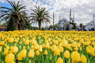 Geleneksel Lale Festivali Sultanahmet Meydanı, park, sultan ahmet Camii (Sultanahmet Camii) arka plan üzerinde manzarasına sahip ve foreground.tourists üzerinde renkli lale ziyaret etmek ve harcamak zaman: Türkiye, Istanbul, Nisan 4,2017