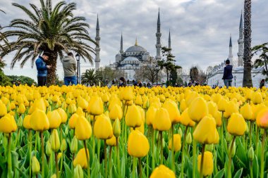 Geleneksel Lale Festivali Sultanahmet Meydanı, park, sultan ahmet Camii (Sultanahmet Camii) arka plan üzerinde manzarasına sahip ve foreground.tourists üzerinde renkli lale ziyaret etmek ve harcamak zaman: Türkiye, Istanbul, Nisan 4,2017