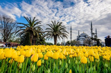 Geleneksel Lale Festivali Sultanahmet Meydanı, park, sultan ahmet Camii (Sultanahmet Camii) arka plan üzerinde manzarasına sahip ve foreground.tourists üzerinde renkli lale ziyaret etmek ve harcamak zaman: Türkiye, Istanbul, Nisan 4,2017