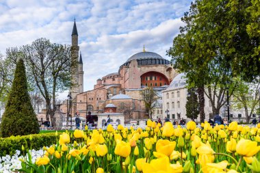 Ayasofya'nın, Yunan Ortodoks Hıristiyan Patriklik Bazilikası'na (kilise) arka plan ve ön plan üzerinde renkli lale manzarasına sahip geleneksel Lale Festivali Sultanahmet Meydanı'nda. Istanbul,Turkey.04 Nisan, 2017