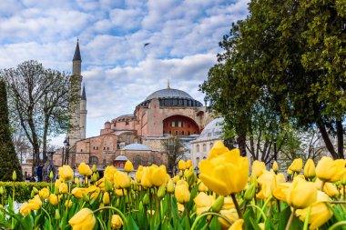 Sultanahmet Meydanı, park, Ayasofya Sophia, bir Yunan Ortodoks Hıristiyan Patriklik Bazilikası'na (kilise) arka plan ve foreground.tourists üzerinde renkli lale manzarasına sahip geleneksel Lale Festivali ziyaret ve zaman harcamak. Türkiye, Istanbul, Nisan 4,2017