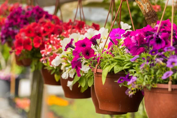 Diferentes Tipos Flores Plantas Vasos Pendurados Jardim Botânico Estufa — Fotografia de Stock