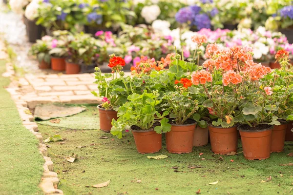 Different Kind Flowers Plants Pots Plastic Bags Chests Botanical Garden — Stock Photo, Image