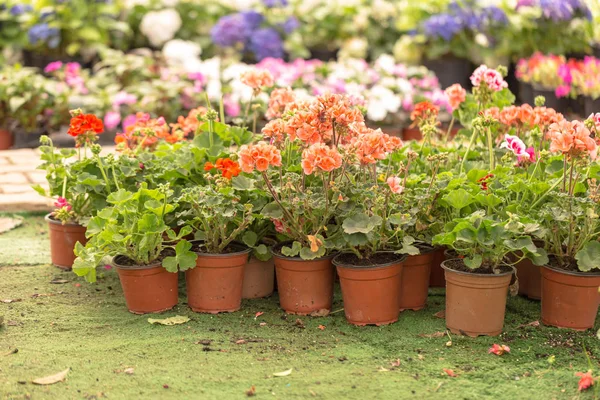 Diferentes Tipos Flores Plantas Vasos Sacos Plástico Baús Jardim Botânico — Fotografia de Stock