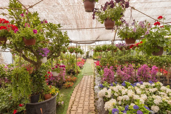 別の種類の鍋 ビニール袋または温室植物園で胸の花そして植物 — ストック写真