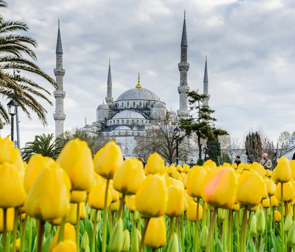 Geleneksel Lale Festivali Sultanahmet Meydanı Parkı manzaralı Sultan Ahmet Mosque(Blue Mosque) arka plan ve ön plan üzerinde renkli Lale. Istanbul, Türkiye-Nisan 4,2017
