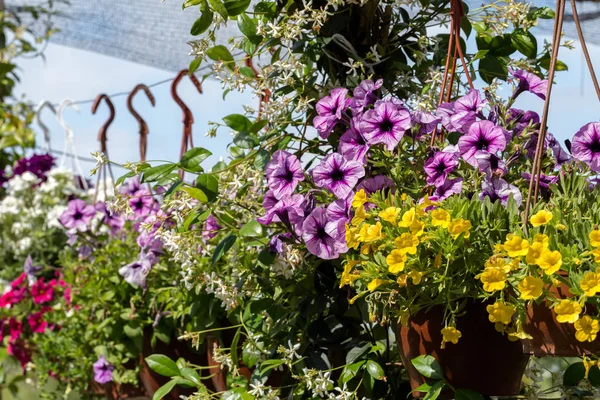 別の種類の花や植物の温室植物園ハンギング ポット — ストック写真