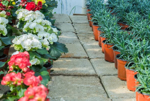 Diferentes Tipos Flores Plantas Vasos Sacos Plástico Baús Jardim Botânico — Fotografia de Stock