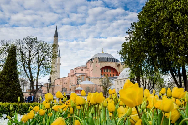 Традиційні Tulip Фестиваль Площі Султанахмет Видом Собор Святої Софії Грецьких — стокове фото