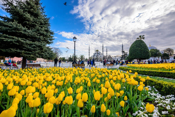 Traditional tulip festival in sultanahmet square, park, with view of sultan ahmet Camii (blue mosque) on background and colorful tulips on foreground.tourists visit and spend time: TURKEY, ISTANBUL, APRIL 4,2017

