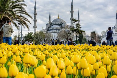 Geleneksel Lale Festivali Sultanahmet Meydanı, park, sultan ahmet Camii (Sultanahmet Camii) arka plan üzerinde manzarasına sahip ve foreground.tourists üzerinde renkli lale ziyaret etmek ve harcamak zaman: Türkiye, Istanbul, Nisan 4,2017