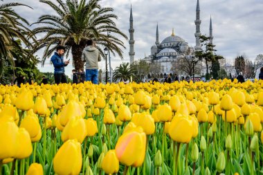 Geleneksel Lale Festivali Sultanahmet Meydanı, park, sultan ahmet Camii (Sultanahmet Camii) arka plan üzerinde manzarasına sahip ve foreground.tourists üzerinde renkli lale ziyaret etmek ve harcamak zaman: Türkiye, Istanbul, Nisan 4,2017