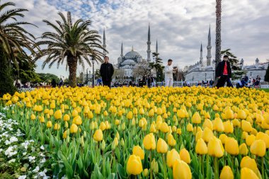 Geleneksel Lale Festivali Sultanahmet Meydanı, park, sultan ahmet Camii (Sultanahmet Camii) arka plan üzerinde manzarasına sahip ve foreground.tourists üzerinde renkli lale ziyaret etmek ve harcamak zaman: Türkiye, Istanbul, Nisan 4,2017