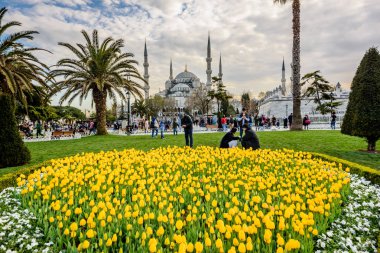 Geleneksel Lale Festivali Sultanahmet Meydanı, park, sultan ahmet Camii (Sultanahmet Camii) arka plan üzerinde manzarasına sahip ve foreground.tourists üzerinde renkli lale ziyaret etmek ve harcamak zaman: Türkiye, Istanbul, Nisan 4,2017