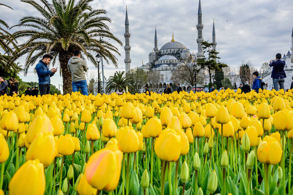 Traditional tulip festival in sultanahmet square, park, with view of sultan ahmet Camii (blue mosque) on background and colorful tulips on foreground.tourists visit and spend time: TURKEY, ISTANBUL, APRIL 4,2017
