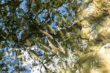Temiz su, Milli Park Krka, Sibenik, Hırvatistan'daki Hırvat milli parklarından biri olan balık