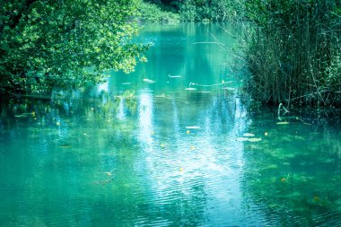 Göl yeşil yeşillik içinde Milli Park Krka, Sibenik, Hırvatistan'daki Hırvat milli parkları zemin üzerine