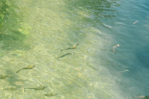 Fiska Rent Vatten Krka Nationalpark Kroatiska Nationalparkerna Sibenik Kroatien — Stockfoto