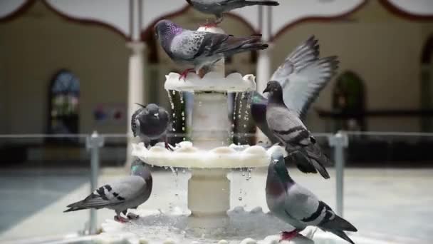 在炎热的夏天 鸽子在清真寺庭院的一个古老喷泉里喝水 — 图库视频影像