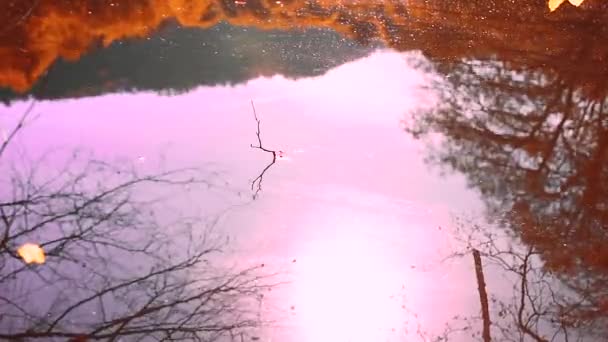 Χρυσή Φθινόπωρο Σκηνή Ήλιο Λάμπει Πάνω Στη Λίμνη Φθινοπωρινό Δάσος — Αρχείο Βίντεο