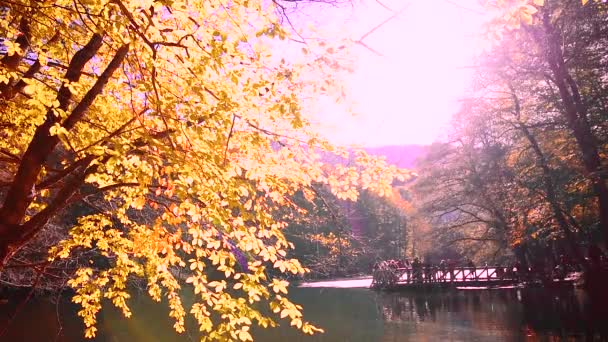 Άνθρωποι Διερευνήσουν Yedigoller Εθνικής Park Golden Φθινοπωρινή Σκηνή Ήλιο Λάμπει — Αρχείο Βίντεο