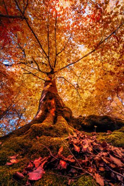 Alt görünümü ile turuncu ve kırmızı yaprakları sonbaharda ağaçların başında. Renkli woodland sabah sahne. Doğa kavramı arka plan