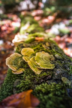 Wild Artist 's Conk (Ganoderma applanatum) ormandaki ölü bir ağaçta yetişiyor. Fomes fomentarius. Mantar Yesquero 