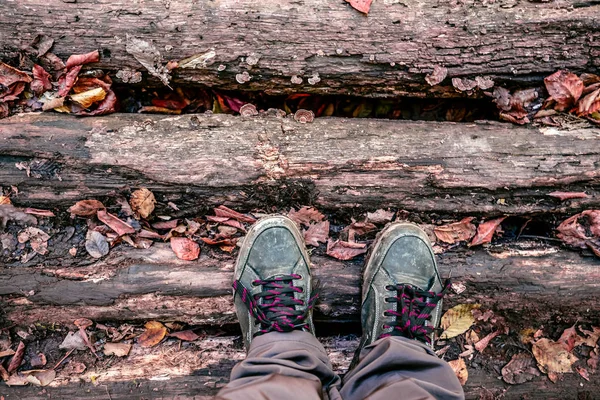 Top view of tracking shoes on rotten logs road covered with yellow and red fallen leaves in autumn park,Copy space