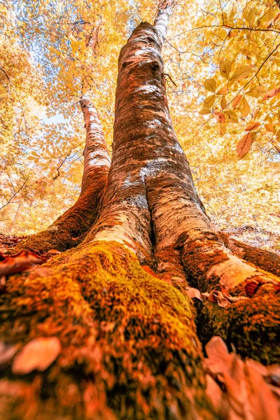 Widok Dołu Wierzchołkami Drzew Pomarańczowych Czerwonych Liści Jesienią Rano Scena — Zdjęcie stockowe