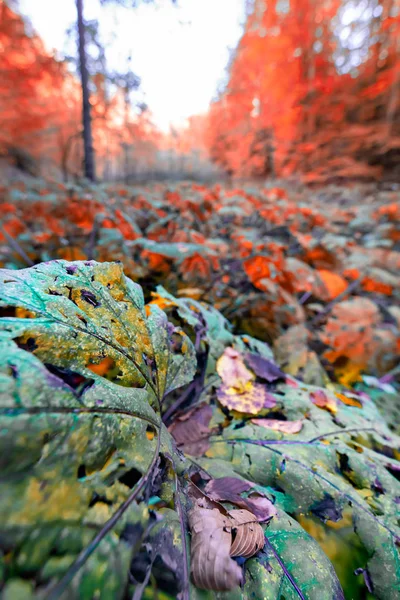 Zobacz Zakres Czerwony Drzewo Liście Jesienią Rano Scena Lesie Kolorowy — Zdjęcie stockowe