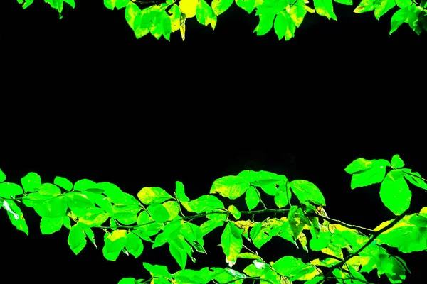 Close-up van groene boom bladeren op zwarte achtergrond — Stockfoto