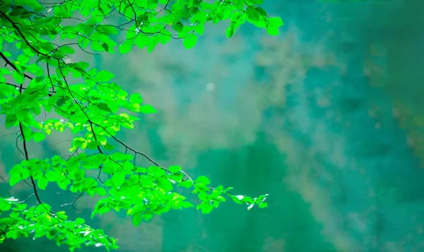 Natuurweergave van groen blad op wazig groen achtergrond — Stockfoto