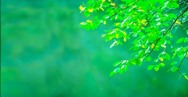 Vista da natureza da folha verde sobre fundo verde desfocado — Fotografia de Stock