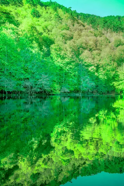 Красивая зеленая природа в ясный день — стоковое фото