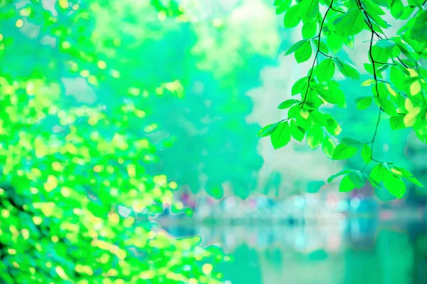 Vista da natureza da folha verde sobre fundo verde desfocado — Fotografia de Stock