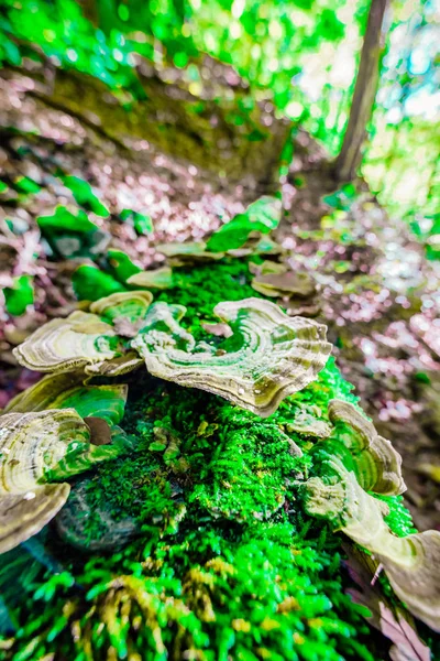 Champiñones creciendo en un árbol muerto en los bosques . — Foto de Stock