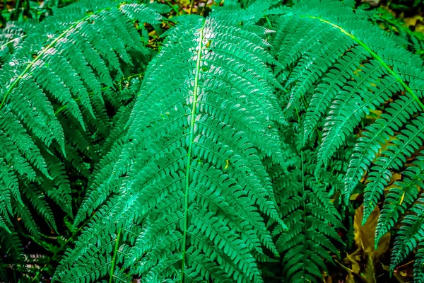Spring green view of Fern leaves — Stock Photo, Image