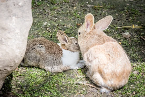 Portrait of orange adult and little fluffy rabbits