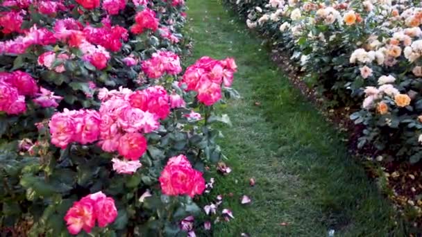 在花园或公园中干燥或褪色的粉红色和白色玫瑰 — 图库视频影像