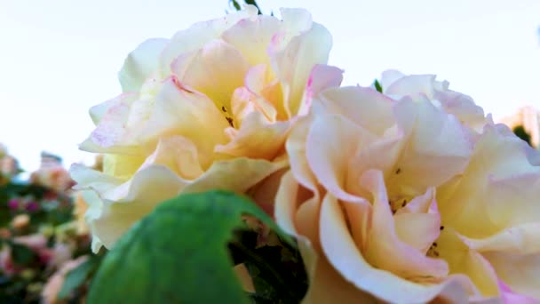 慢动作 日落时花园的白玫瑰 — 图库视频影像