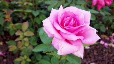 Gün batımında bahçede veya parkta pembe güller